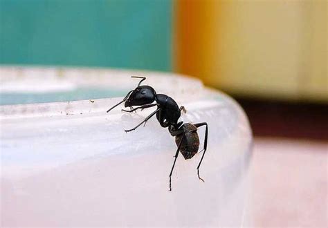 家裡出現大螞蟻 碰碰胡有算單調嗎